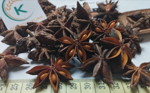 Hoa Hồi Mùa Xuân
