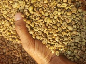 Cà phê Robusta phương pháp chế biến mật ong
