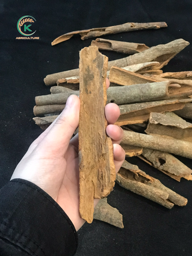 Cây quế bị vỡ