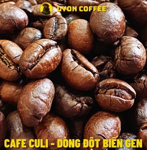 Cà phê Peaberry