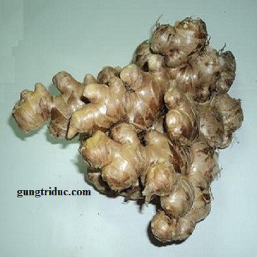 Loại Gừng