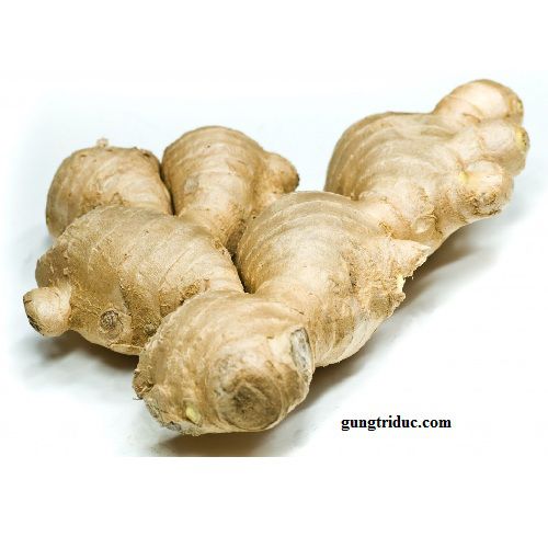 Gừng đã được gieo hạt