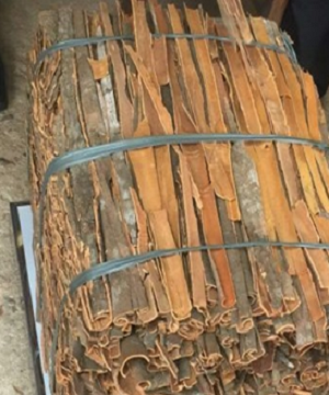 Cây quế Cassia bị hỏng