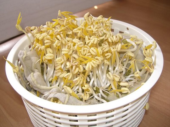 Mầm đậu