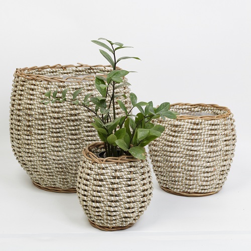 Chậu cây trong nhà lớn