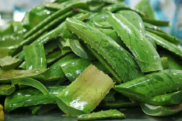 Lá lô hội tươi