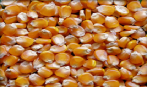 Bắp