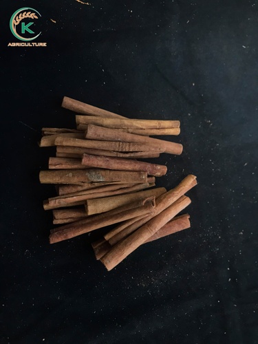 Thuốc lá/Quế ngón tay