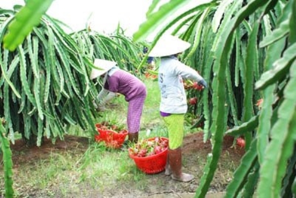 Chuối
