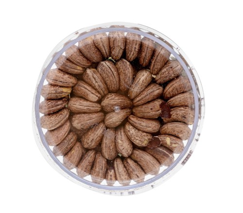 Hạt điều Bazan