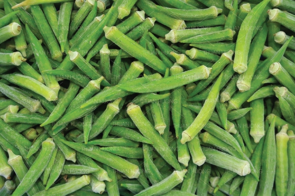 Chứng chỉ FDA