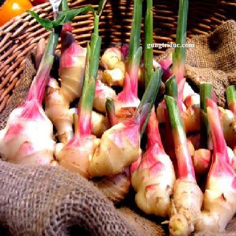 Dầu tinh chất gừng