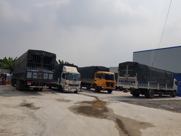 Bột cỏ mực