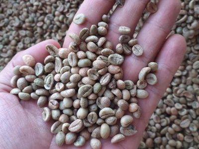 Arabica