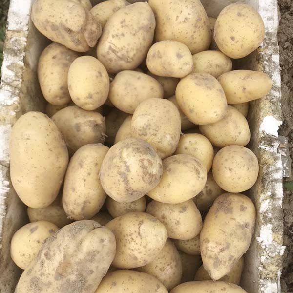 Phân bón Silicamon 8 Quả