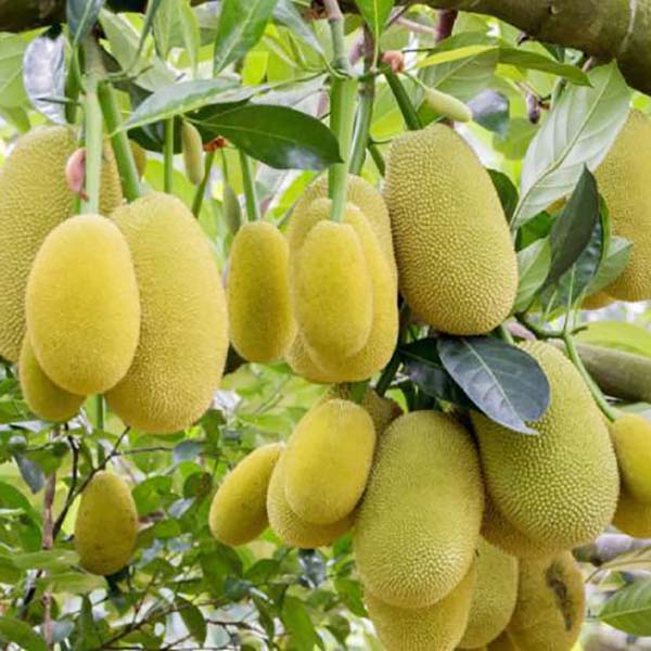 Chế phẩm vi sinh phân giải xenluloza hoa mộc lan