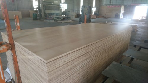 Ván ép maple birch